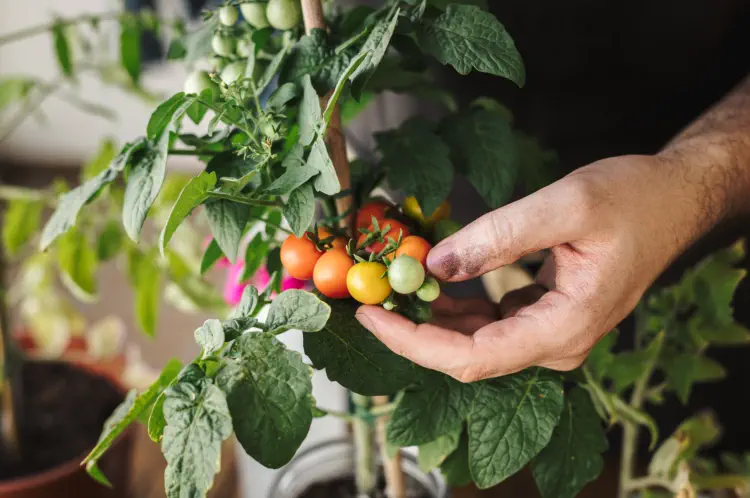 Ready to Eat: When to Pick Tomatoes for Best Flavour